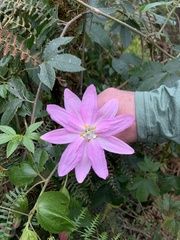 Passiflora tarminiana