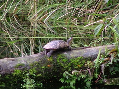Mauremys mutica mutica