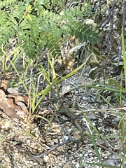 Elgaria paucicarinata