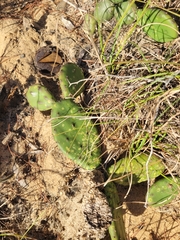 Opuntia mesacantha