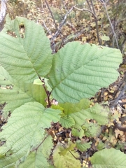 Alnus incana rugosa