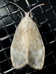 Nudaria mollis