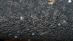 Rosellinia corticium