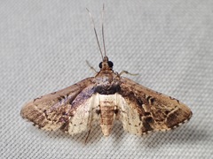 Nacoleia obliqualis