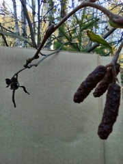Alnus incana rugosa