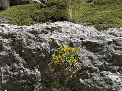 Perityle lindheimeri