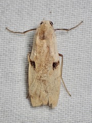Teulisna bipunctata
