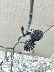 Alnus incana rugosa