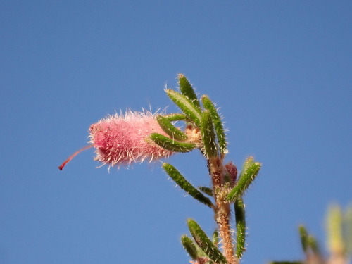 Image of Erica vallis by (c) Ren Hoekstra, some rights reserved (CC BY)