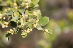 Petalostigma pubescens