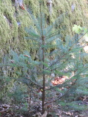 Pinus sylvestris