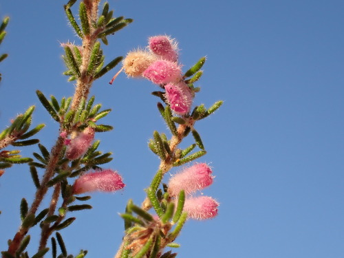 Image of Erica vallis by (c) Ren Hoekstra, some rights reserved (CC BY)