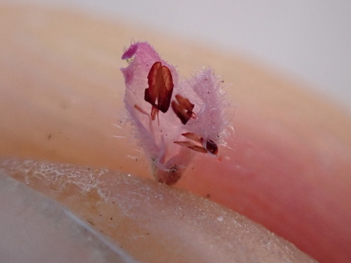 Image of Erica vallis by (c) Ren Hoekstra, some rights reserved (CC BY)