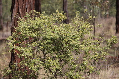 Petalostigma pubescens