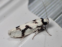 Lichenaula calligrapha