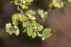 Petalostigma pubescens