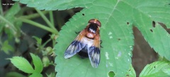 Volucella tabanoides