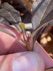 Rhododendron periclymenoides