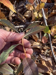 Rhododendron periclymenoides