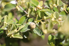 Petalostigma pubescens