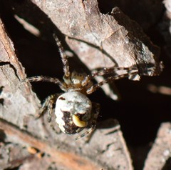 Araneus nordmanni