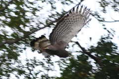 Circaetus cinerascens