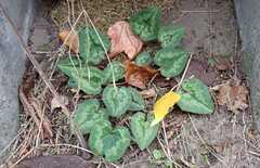 Cyclamen hederifolium
