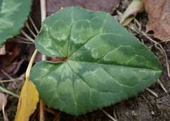 Cyclamen hederifolium