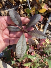 Rhododendron periclymenoides