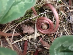 Cyclamen hederifolium