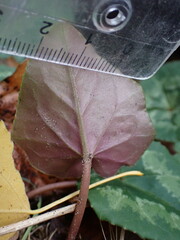 Cyclamen hederifolium