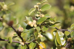 Petalostigma pubescens