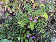 Pellaea ternifolia brandegeei