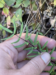 Pellaea ternifolia brandegeei