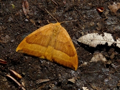 Watsonalla cultraria