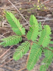 Mimosa microphylla