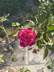 Rosa banksiae