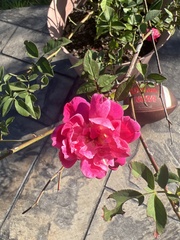 Rosa banksiae