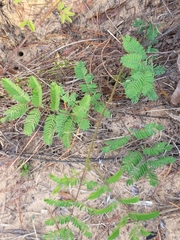 Mimosa microphylla