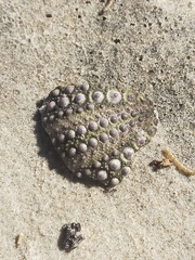 Heliocidaris erythrogramma