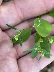 Euphorbia humayensis