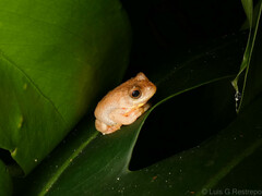 Dendropsophus bogerti