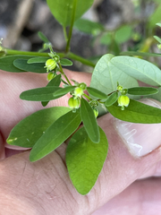 Euphorbia humayensis
