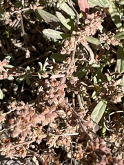 Crocanthemum glomeratum