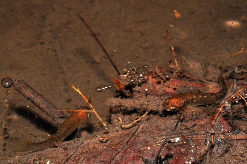 Anablepsoides micropus