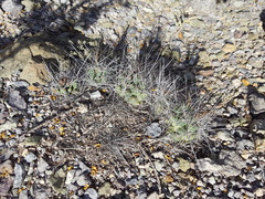 Coryphantha macromeris macromeris