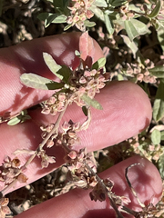 Crocanthemum glomeratum
