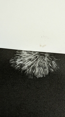 Marasmius plicatulus