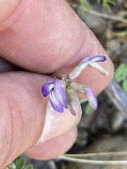 Astragalus francisquitensis