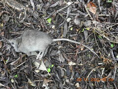 Rattus rattus